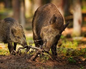 Preview wallpaper wood, roots, wild boars, wild, two