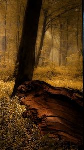 Preview wallpaper wood, seasons, pictures, trees, summer, autumn, winter