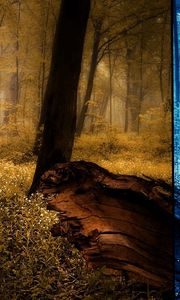 Preview wallpaper wood, seasons, pictures, trees, summer, autumn, winter