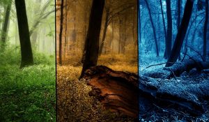 Preview wallpaper wood, seasons, pictures, trees, summer, autumn, winter