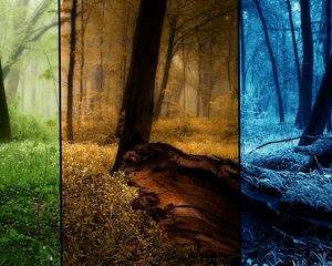 Preview wallpaper wood, seasons, pictures, trees, summer, autumn, winter