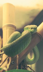 Preview wallpaper wood snake, snake, terrarium, reptile