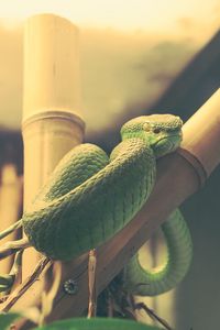 Preview wallpaper wood snake, snake, terrarium, reptile