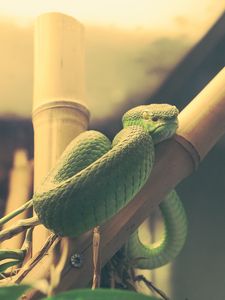 Preview wallpaper wood snake, snake, terrarium, reptile