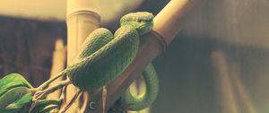 Preview wallpaper wood snake, snake, terrarium, reptile