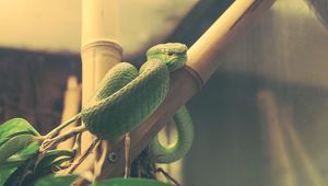 Preview wallpaper wood snake, snake, terrarium, reptile