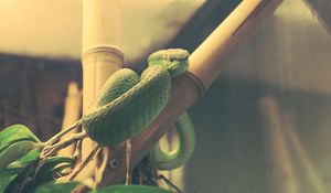 Preview wallpaper wood snake, snake, terrarium, reptile