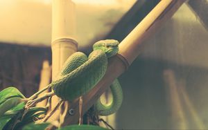 Preview wallpaper wood snake, snake, terrarium, reptile