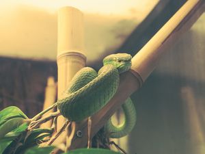 Preview wallpaper wood snake, snake, terrarium, reptile