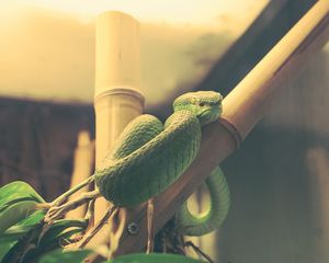 Preview wallpaper wood snake, snake, terrarium, reptile