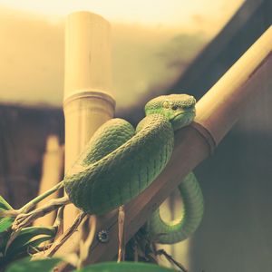 Preview wallpaper wood snake, snake, terrarium, reptile
