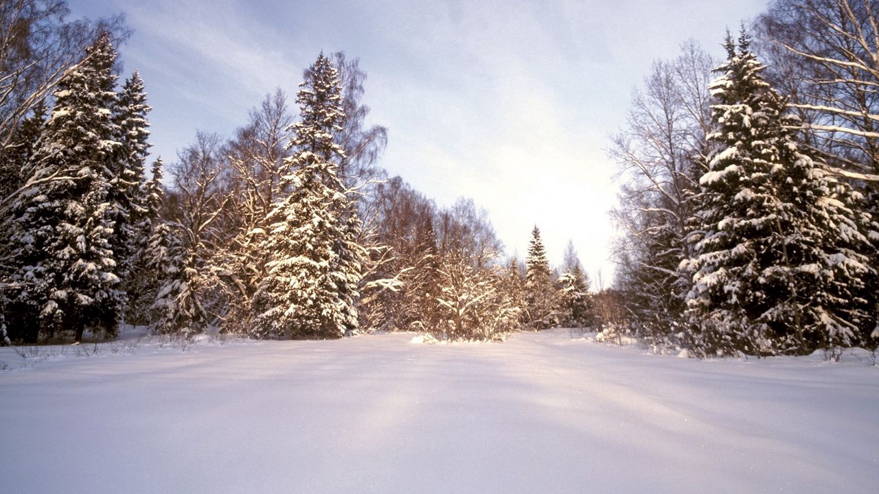 Wallpaper wood, snow, snowdrifts, trees