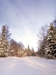 Preview wallpaper wood, snow, snowdrifts, trees