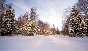 Preview wallpaper wood, snow, snowdrifts, trees