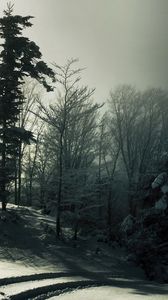 Preview wallpaper wood, snow, trees, shadows, darkness, traces