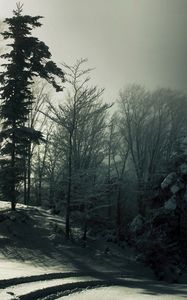 Preview wallpaper wood, snow, trees, shadows, darkness, traces