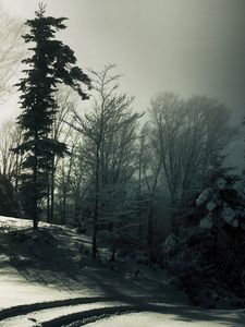 Preview wallpaper wood, snow, trees, shadows, darkness, traces