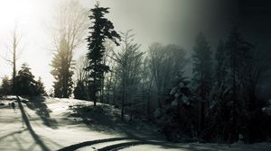 Preview wallpaper wood, snow, trees, shadows, darkness, traces