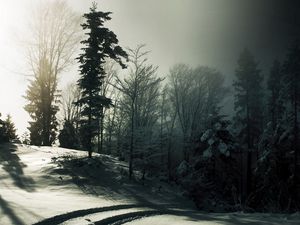 Preview wallpaper wood, snow, trees, shadows, darkness, traces