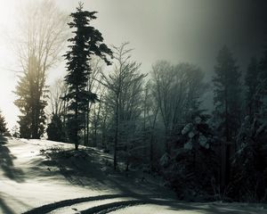 Preview wallpaper wood, snow, trees, shadows, darkness, traces