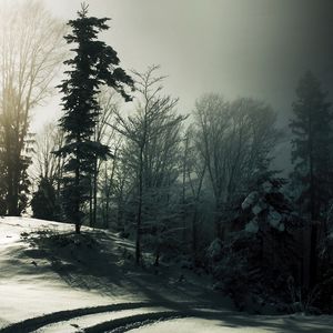 Preview wallpaper wood, snow, trees, shadows, darkness, traces