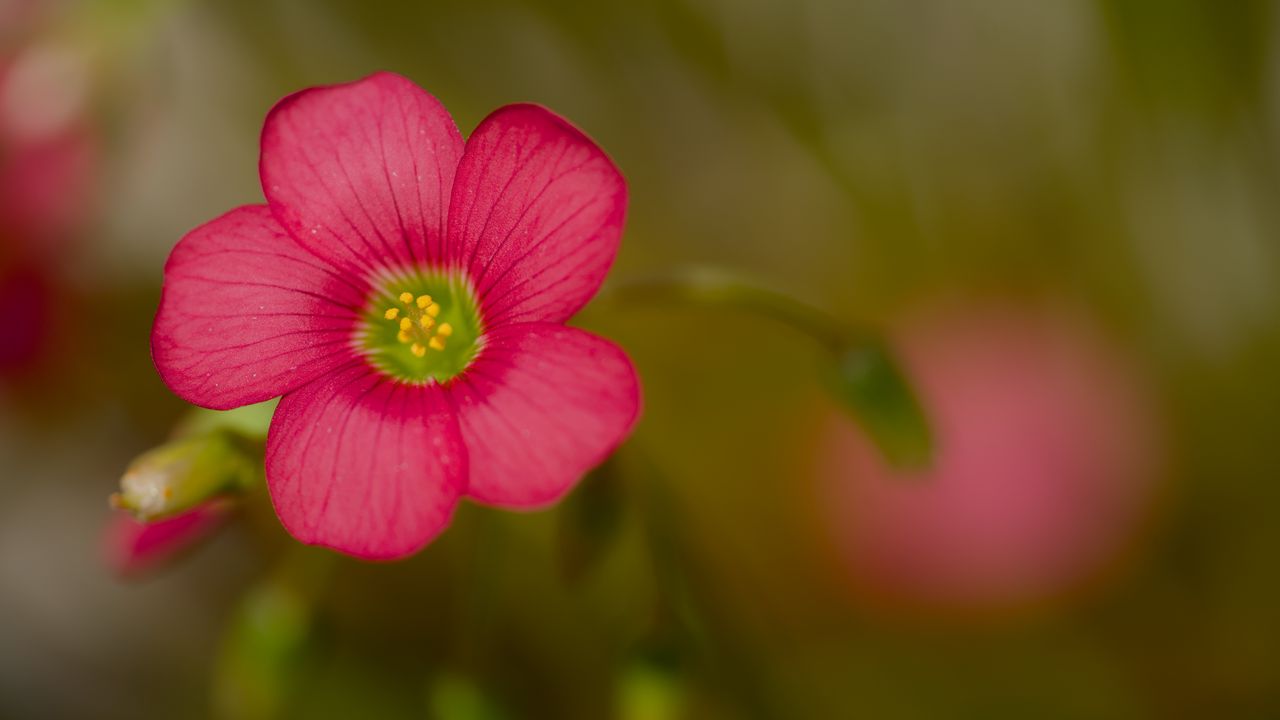 Wallpaper wood sorrel, flower, petals, pink, blur