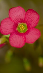 Preview wallpaper wood sorrel, flower, petals, pink, blur