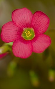 Preview wallpaper wood sorrel, flower, petals, pink, blur