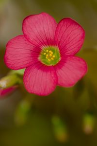 Preview wallpaper wood sorrel, flower, petals, pink, blur