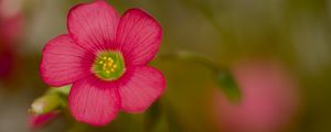 Preview wallpaper wood sorrel, flower, petals, pink, blur