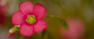 Preview wallpaper wood sorrel, flower, petals, pink, blur