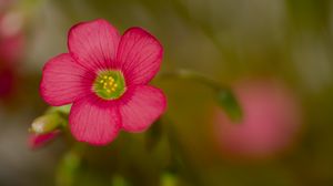 Preview wallpaper wood sorrel, flower, petals, pink, blur