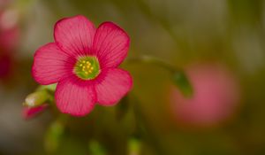 Preview wallpaper wood sorrel, flower, petals, pink, blur