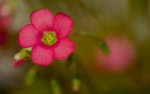 Preview wallpaper wood sorrel, flower, petals, pink, blur