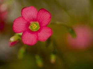 Preview wallpaper wood sorrel, flower, petals, pink, blur