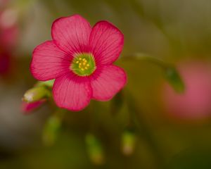 Preview wallpaper wood sorrel, flower, petals, pink, blur