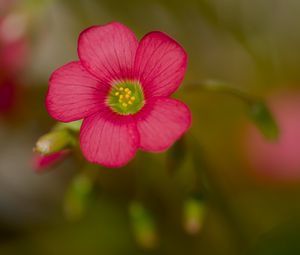 Preview wallpaper wood sorrel, flower, petals, pink, blur
