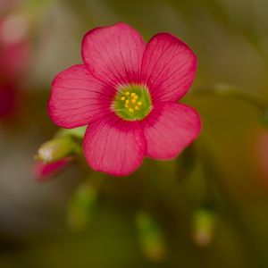 Preview wallpaper wood sorrel, flower, petals, pink, blur