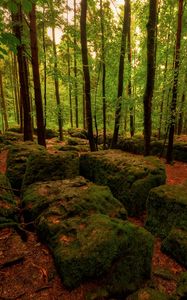 Preview wallpaper wood, stones, moss, trees