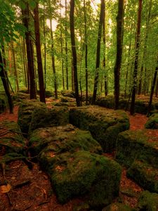 Preview wallpaper wood, stones, moss, trees