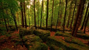 Preview wallpaper wood, stones, moss, trees