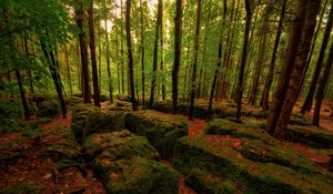 Preview wallpaper wood, stones, moss, trees