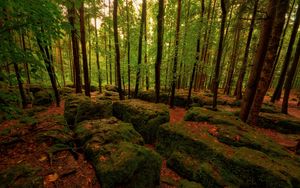 Preview wallpaper wood, stones, moss, trees