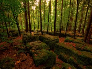 Preview wallpaper wood, stones, moss, trees