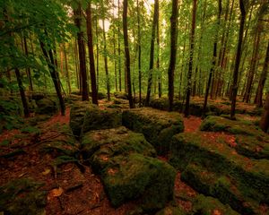 Preview wallpaper wood, stones, moss, trees