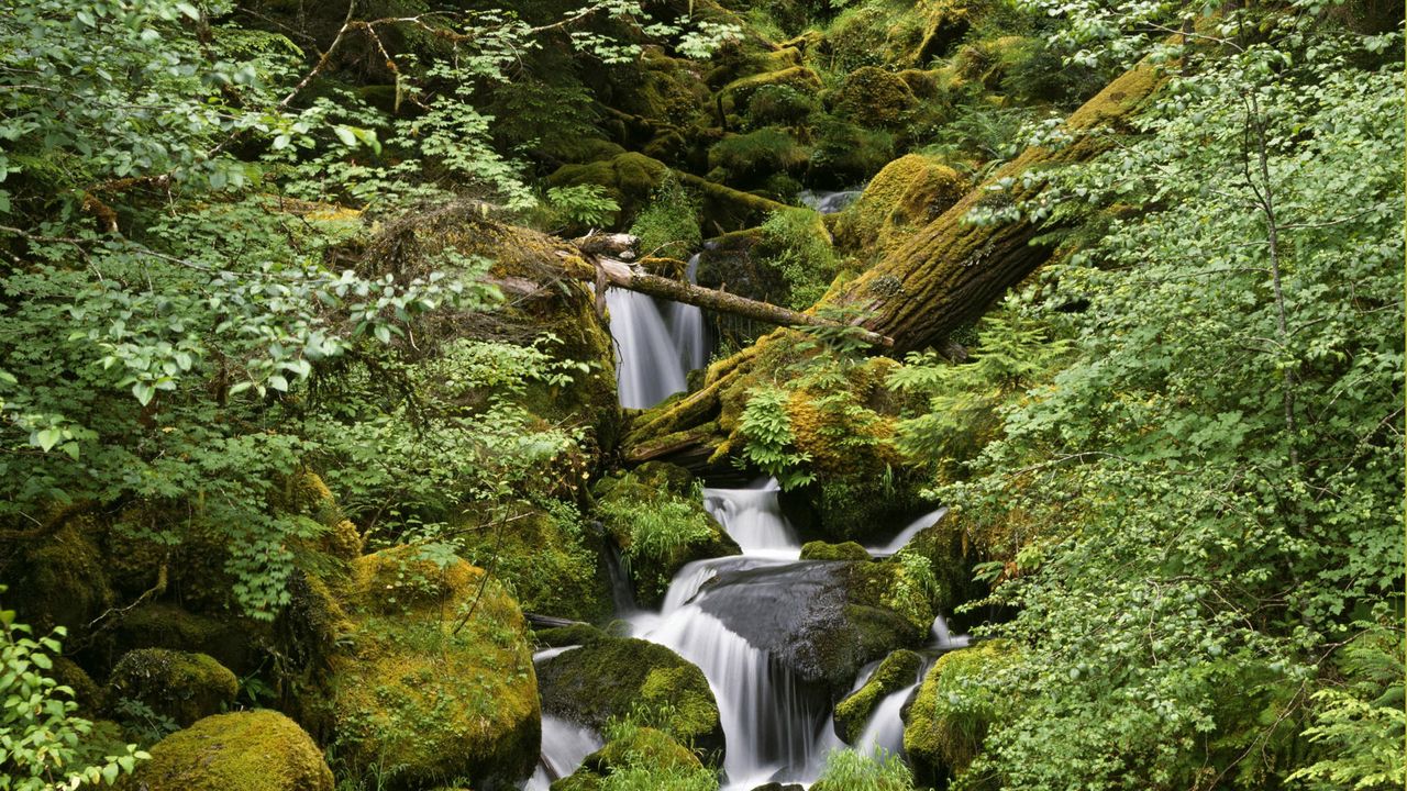 Wallpaper wood, stones, stream, trees, moss, leaves, greens, humidity, noise, water