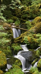 Preview wallpaper wood, stones, stream, trees, moss, leaves, greens, humidity, noise, water