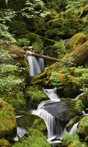 Preview wallpaper wood, stones, stream, trees, moss, leaves, greens, humidity, noise, water