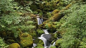 Preview wallpaper wood, stones, stream, trees, moss, leaves, greens, humidity, noise, water