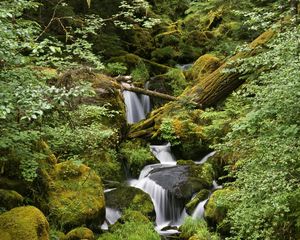 Preview wallpaper wood, stones, stream, trees, moss, leaves, greens, humidity, noise, water